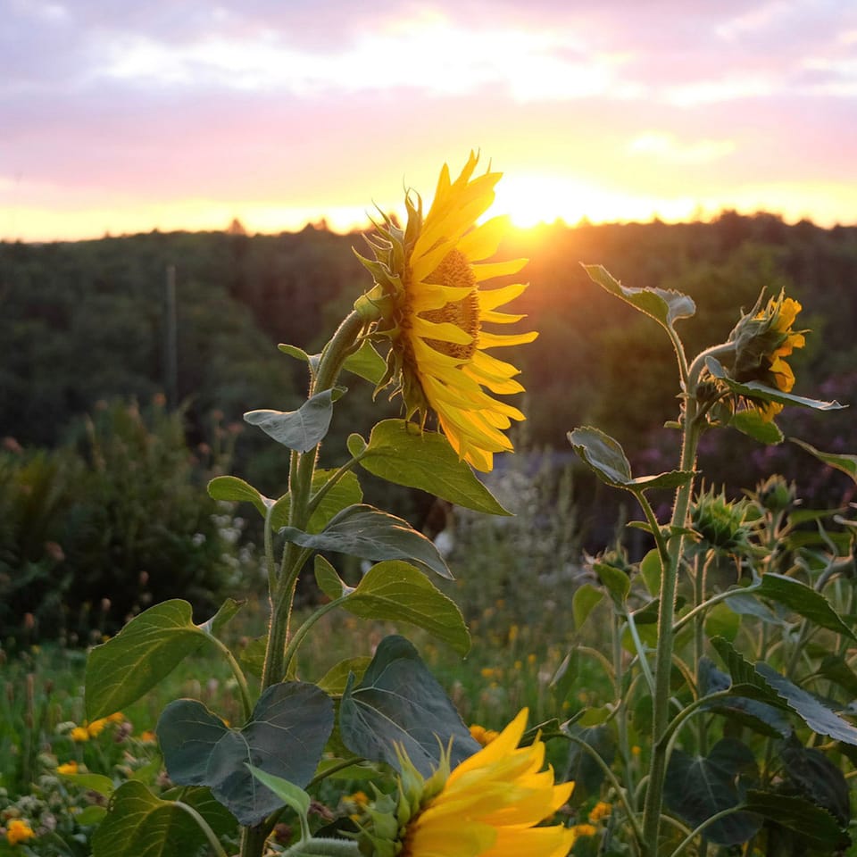 Sunflowers & Death